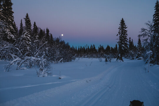 Alaskan malamute sledding under a twilight sky in snowy Trilleva