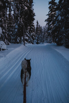 Alaskan malamute pulling on a snowy forest trail during twilight