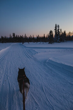 Alaskan malamute on a snowy trail at twilight in open wilderness