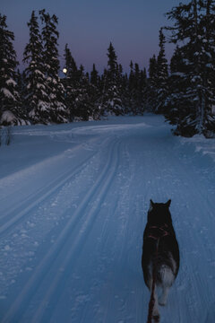 Alaskan malamute sledding under a twilight sky in snowy Trilleva