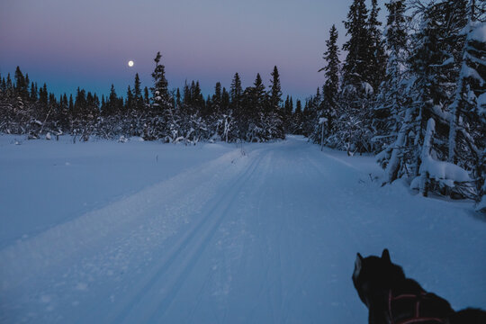 Alaskan malamute sledding under a twilight sky in snowy Trilleva