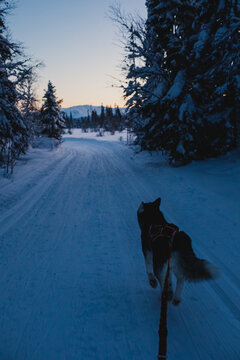 Alaskan malamute on a snowy twilight trail surrounded by forest.