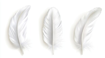 Obraz premium Three elegant white feathers on a clean white background