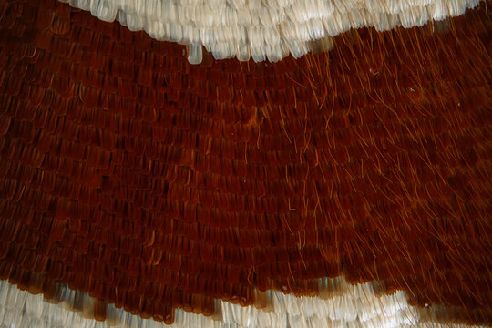 White-barred emperor butterfly wing scales microphotograph