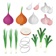 Set onion, garlic and green onion. Onions, red and white onions. Garlic, white and red garlic. Green onions, leeks. Vector illustration.