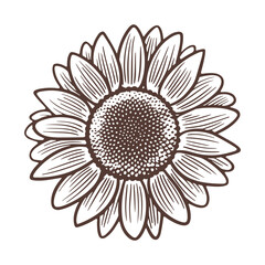 Vintage Sunflower vector, sunflower outline vector art illustration