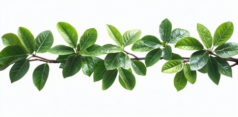 A branch featuring vibrant green leaves against a white background.