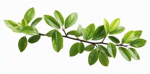 Obraz premium A branch with vibrant green leaves against a white background.