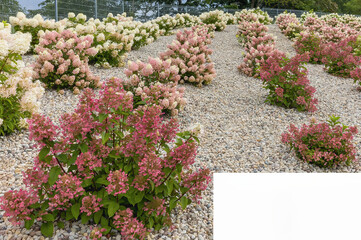 Hydrangea flower park in autumn with space for text
