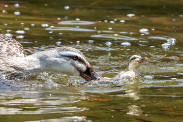 他人の子ガモには容赦のないカモ