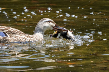 他人の子ガモには容赦のないカモ