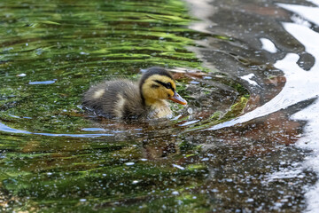 新緑の公園の池で泳ぐ子ガモ
