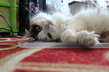 A cute cat lies on the floor and looks at the camera