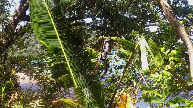 Golden Silk Orb-Weaver, (Trichonephila / Nephila inaurata madagascariensis), Genus of araneomorph spiders noted for the impressive webs they weave. Masoala, Madagascar wildlife animal
