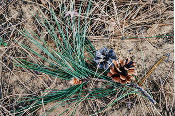 겨울철 산속 바닥의 솔방울