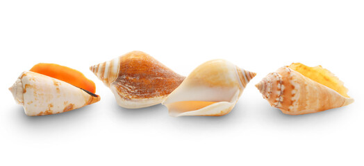 Many seashells on white background