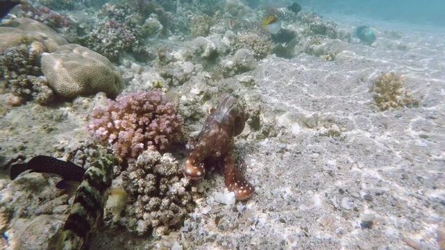 Reef octopus (Octopus cyanea) known as the big blue octopus swims in red sea on coral garden. Cyanea can change camouflage colour, patterns and texture of its skin. Marsa Alam Egypt