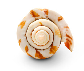 Single seashell on white background