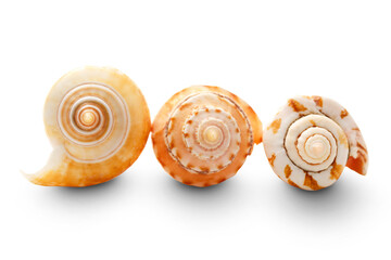 Seashells on white background in closeup