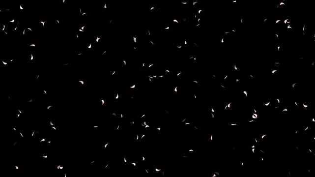 cherry blossom animated background with transparent background, Cherry blossom petal falling with alpha channel.
 sakura flowers with petal on white background. Cherry blossom petals dance in wind.