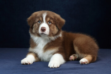 Cute Australian Shepherd puppy on blue background