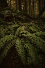 Ferns
