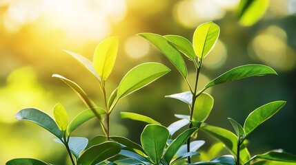 Obraz premium Fresh Green Buds and Leaves on Blurred Background - Young Foliage in Sunlight at Summer Garden. 