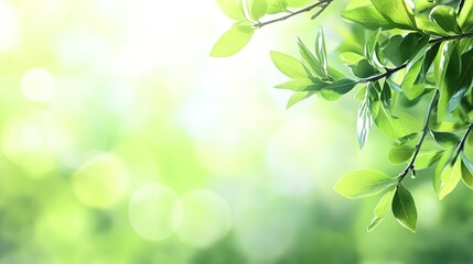 Fresh Green Buds and Leaves on Blurred Background - Young Foliage in Sunlight at Summer Garden. 