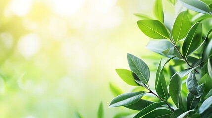 Fresh Green Buds and Leaves on Blurred Background - Young Foliage in Sunlight at Summer Garden. 
