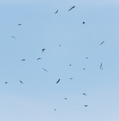 A flock of birds flying in a circle in the sky