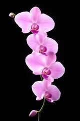 Obraz premium Elegant Pink Orchid Blooms Isolated on Black Background Floral Beauty Nature Photography