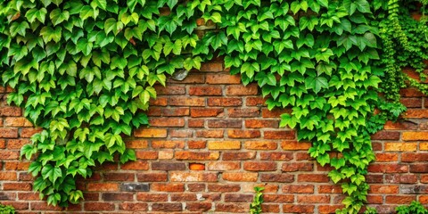 A vibrant green ivy vine cascades down a weathered brick wall, creating a natural tapestry of contrasting textures and colors.