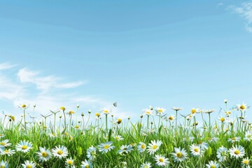 Daisies blooming under clear sky