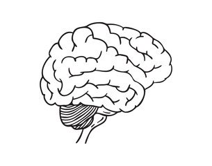 human brain doodle hand drawn icon. Outline drawing anatomy human brain line clipart symbol