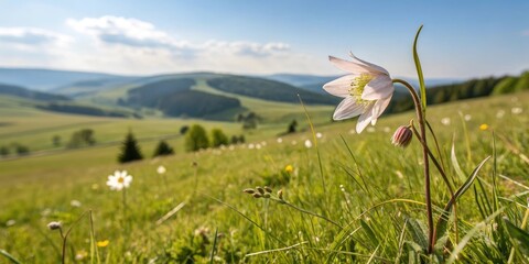 Obraz premium A delicate flower blooming in a sunny meadow, surrounded by soft focus blur, outdoor, gentle light