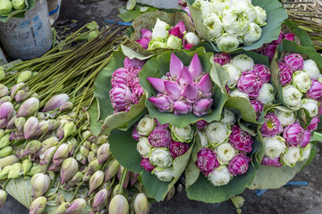 lotus flowers for offerings at the Preah Ang Dorngkeu Shrine landmark on sisowath quay in Phnom...