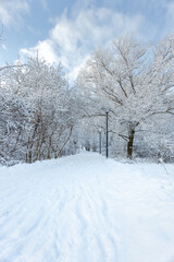 A forest covered with snow, winter landscape in the forest, snow-covered frozen trees, Russian winter, sunny winter day in the countryside