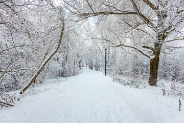 A forest covered with snow, winter landscape in the forest, snow-covered frozen trees, Russian winter, sunny winter day in the countryside