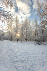 A forest covered with snow, winter landscape in the forest, snow-covered frozen trees, Russian winter, sunny winter day in the countryside