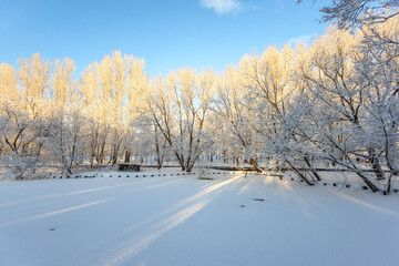 A forest covered with snow, winter landscape in the forest, snow-covered frozen trees, Russian winter, sunny winter day in the countryside