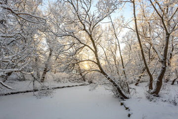 A forest covered with snow, winter landscape in the forest, snow-covered frozen trees, Russian winter, sunny winter day in the countryside
