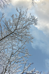 A forest covered with snow, winter landscape in the forest, snow-covered frozen trees, Russian winter, sunny winter day in the countryside