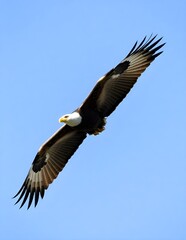 Naklejka premium Eagle is flying in sky. 