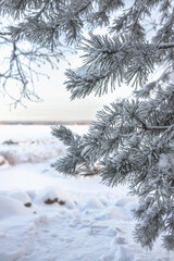 Pine tree covered with frost in winter. Evergreen trees in snow