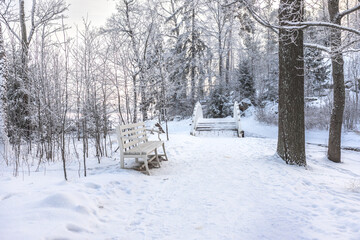Naklejka premium A forest covered with snow, winter landscape in the forest, snow-covered frozen trees, Russian winter, sunny winter day in the countryside