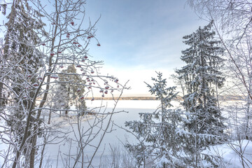 A forest covered with snow, winter landscape in the forest, snow-covered frozen trees, Russian winter, sunny winter day in the countryside