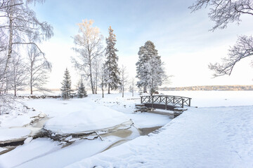 Obraz premium A forest covered with snow, winter landscape in the forest, snow-covered frozen trees, Russian winter, sunny winter day in the countryside