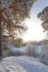 A forest covered with snow, winter landscape in the forest, snow-covered frozen trees, Russian winter, sunny winter day in the countryside