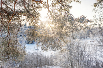A forest covered with snow, winter landscape in the forest, snow-covered frozen trees, Russian winter, sunny winter day in the countryside