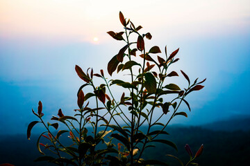 朝焼けと草(タイ)